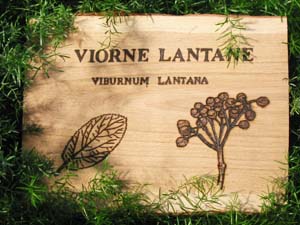Panneau Viorne & Lantane